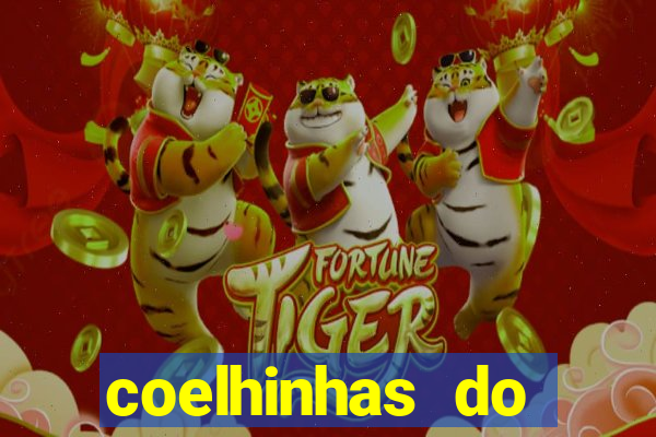 coelhinhas do brasil recife